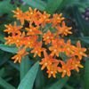 Butterfly Weed-II